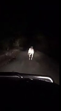 Un kangourou court devant une voiture avant de vouloir la bagarre