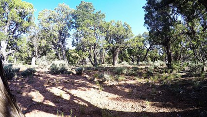 Curious elk approaches and licks GoPro in Grand Canyon