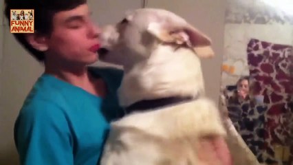 Dogs Never Lie About Love - Los perros nunca mienten acerca del amor