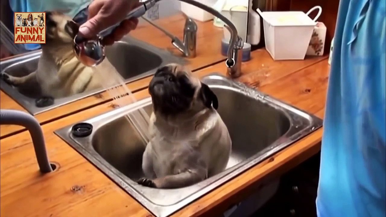 Ultimate Funny Pug - Último Pug gracioso
