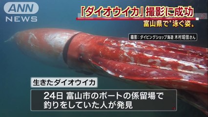 Calamar géant filmé au japon ! insolite !