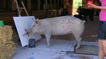 Pigcasso: the artistic pig with a passion for painting