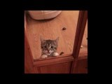 Ridiculously Cute Kittens Beg for Some Fun