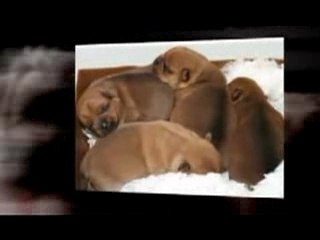 Norfolk Terriers In Spain...The Movie