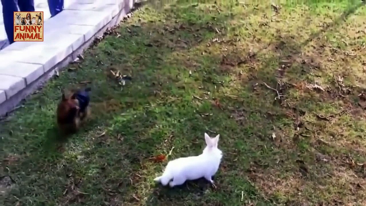 Cute Rabbits Playing With Dogs - Lindos conejos jugando con perros