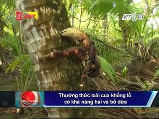 THƯỞNG THỨC LOÀI CUA KHỔNG LỒ CÓ KHẢ NĂNG HÁI VÀ BỔ DỪA