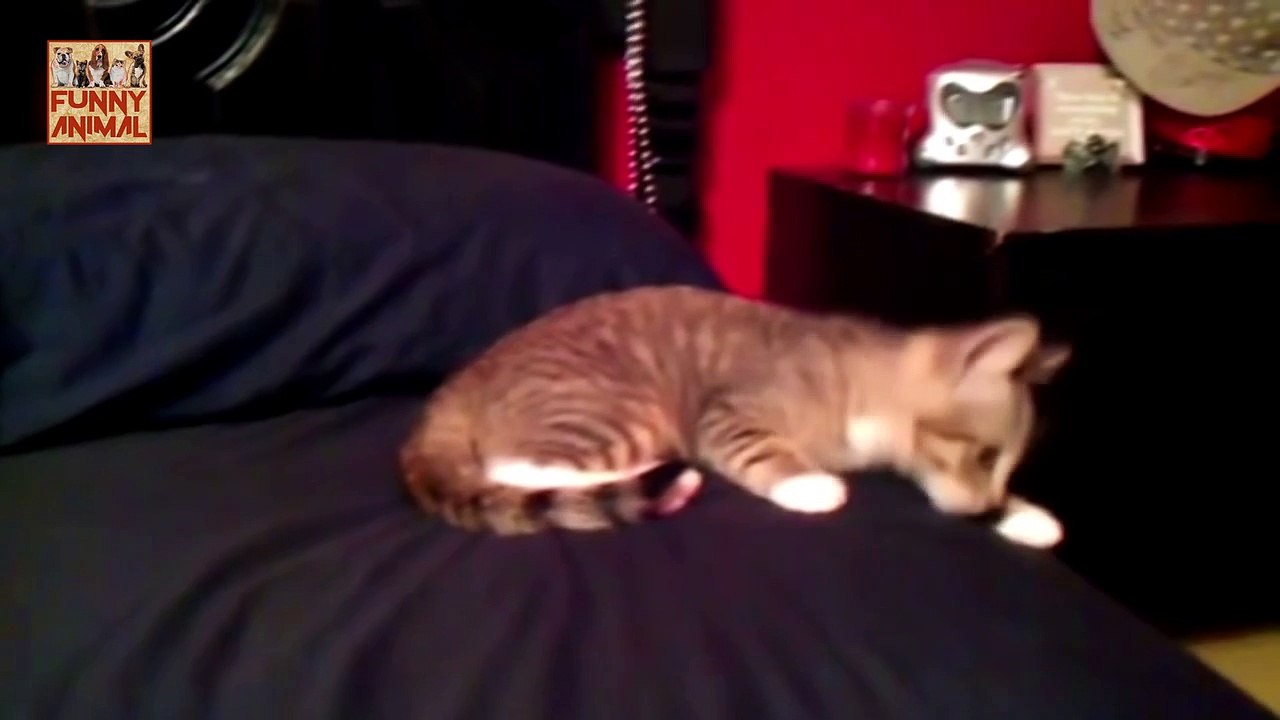 Funny Scared Cats - Divertidos gatos asustados
