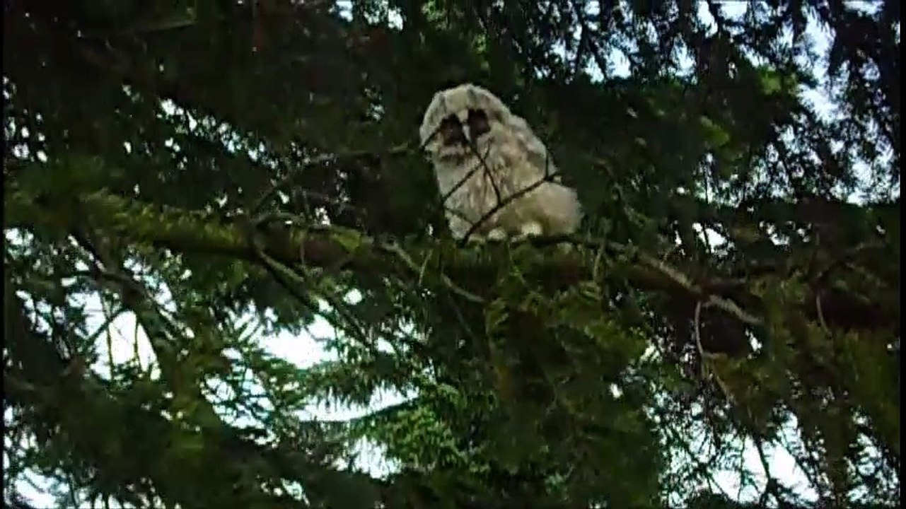Verärgerte junge waldohreule 2016