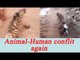 Hyena creates ruckus in Madhya Pradesh village, Watch Video | Oneindia News