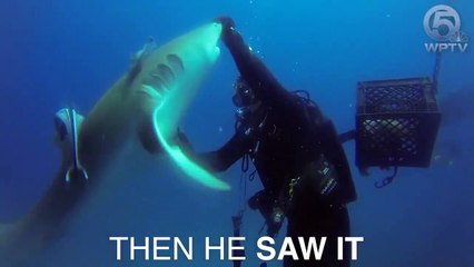 Hameçon enlevé d'un requin par un plongeur !