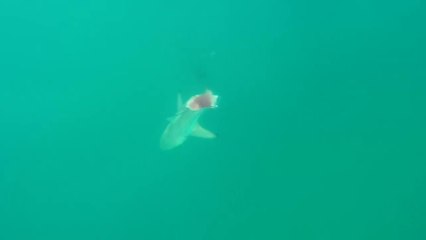 Un requin coupé en 2 par un autre pendant la pêche !