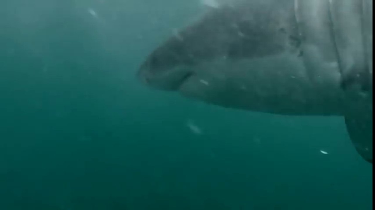 Quand tu plonges.. à côté d'un requin géant !!!...