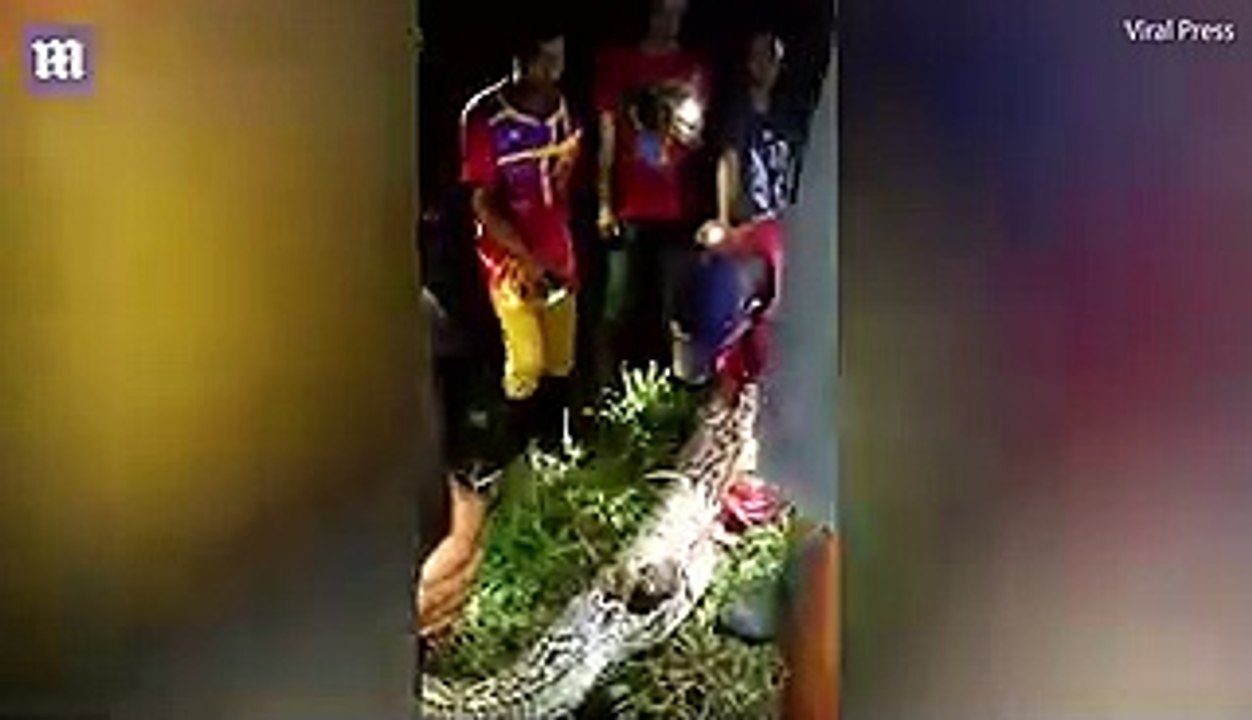 Missing Person Found Inside Python By Villagers
