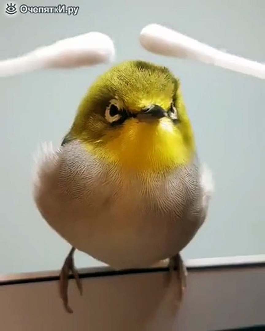 ⁣Массаж для птички