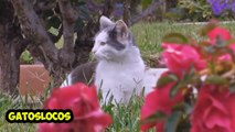 Try to see this Video WITHOUT BREAKING! RETO_ Intenta ver este Video SIN REIRTE! Los Gatos más graciosos del mundo