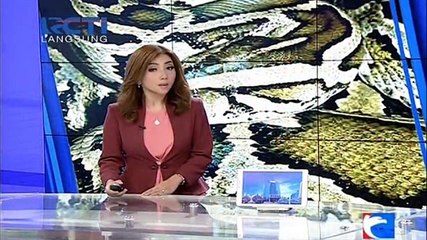 Hii.. Petani Sawit Tewas Dimangsa Ular Piton