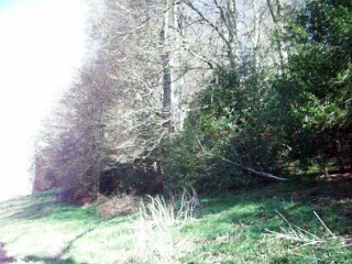 Ce matin, j'ai entendu des kodamas