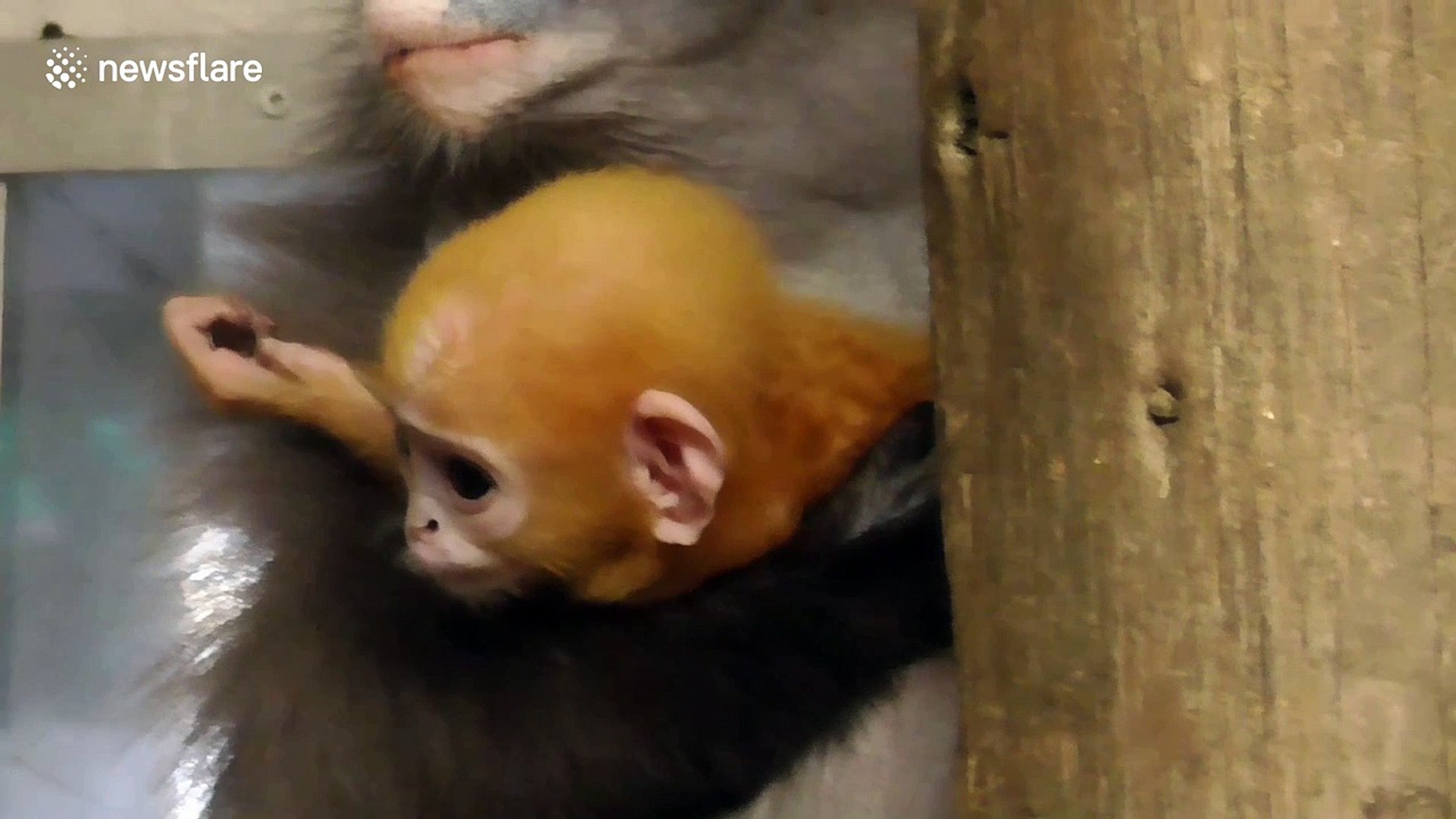Adorable newborn orange dusky leaf monkey bonds with mother