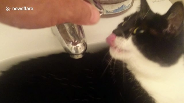 Just a cat relaxing in a sink full of water
