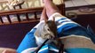 Lexi the pet squirrel plays with owner