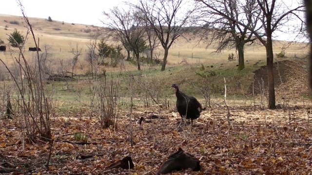 Turkey Hunting: How to Yelp On a Mouth Call