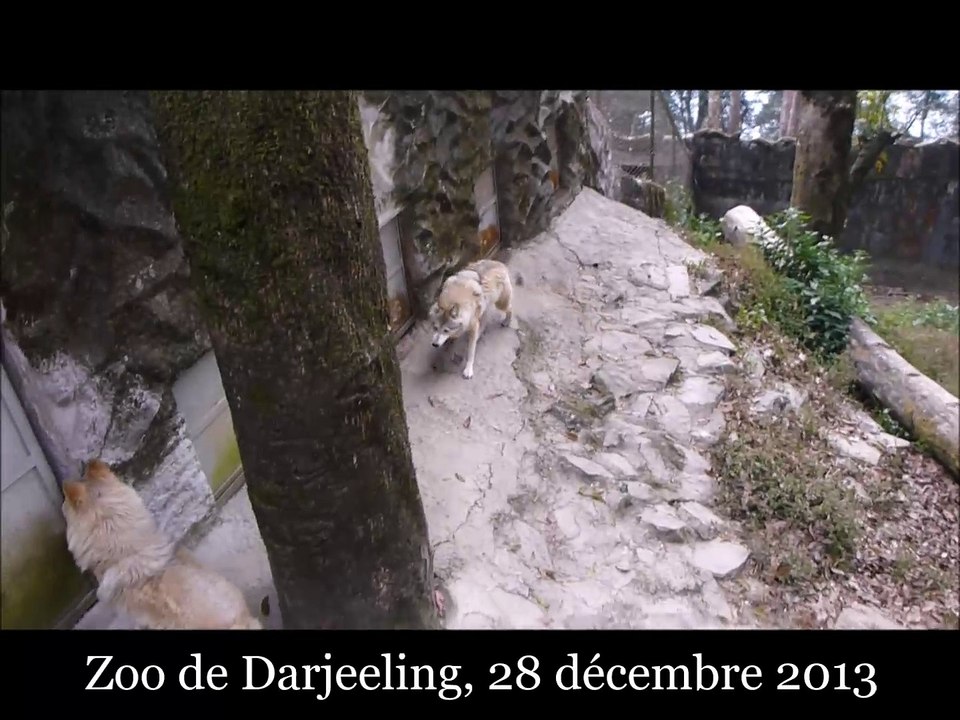 Zoo de Darjeeling, décembre 2013