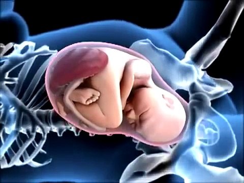 Déroulement de l'accouchement en vidéo Le bébé lors de l'accouchement