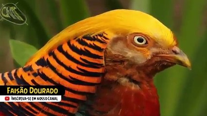 10 Pássaros Exóticos e Únicos no Mundo