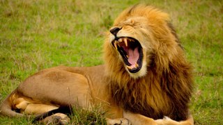 African Lions and Wildebeests - National Geographic Wild