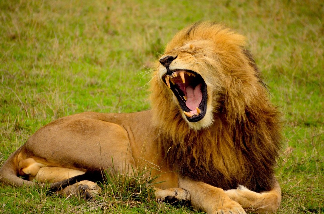 African Lions and Wildebeests - National Geographic Wild