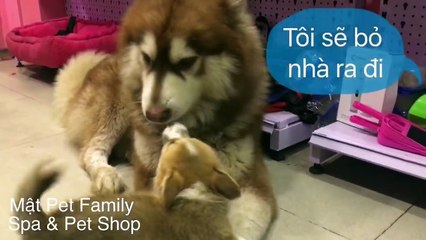 Alas Mật bị bắt làm bả mẫu của 11 đứa em - khổ thân thằng bé