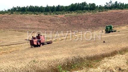 Kosova mbulon vetëm 50 për qind të nevojave për miell