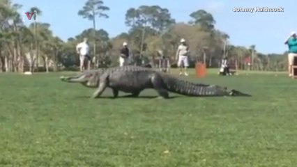 Giant Gator Crashes Golf Tournament