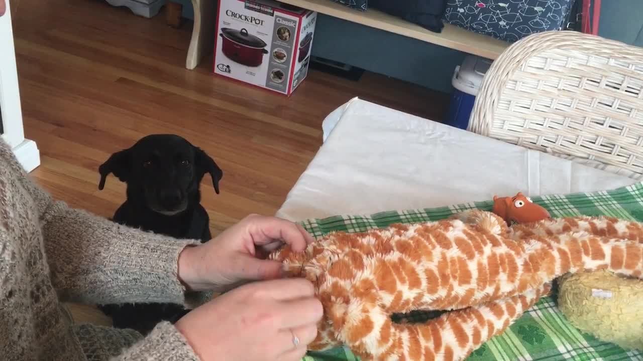 Dog patiently waits for beloved toy to be repaired