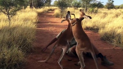 Ces kangourous sont de vrais boxers !