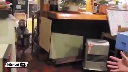 Japonya'nın Maymun Garsonları -akıllı saygılı çalışkan