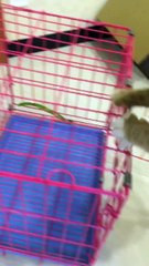 Mi solo Pug ,cuộc chiến k cân sức --) ( em Pug nhà Mật bán cho khách )