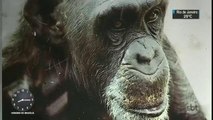 Fenômeno nas eleições de 1988, Macaco Tião vira tema de documentário