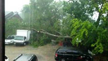 Severe Storms Knock Down Trees in Houston