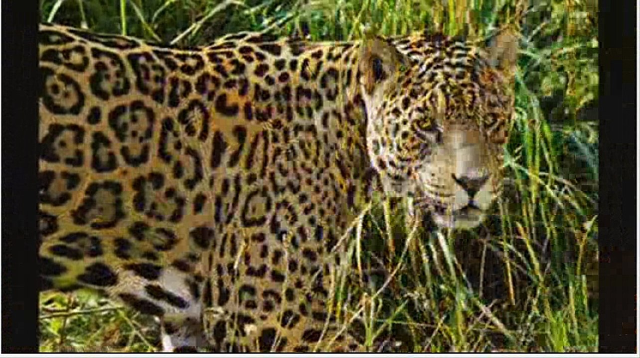 Jaguar
