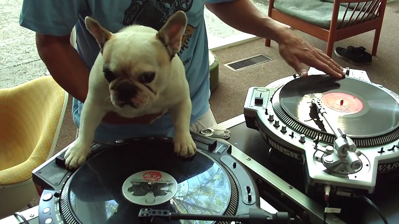 French Bull Dog DJ