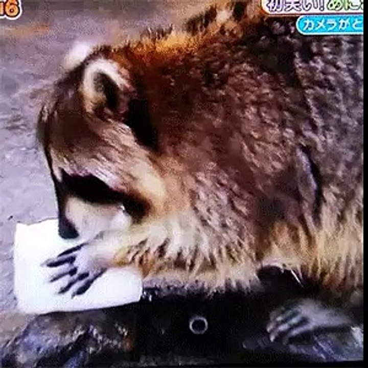 chomik debil