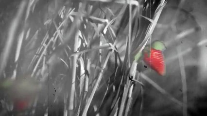 Lana Del Rey - Lust For Life Trailer