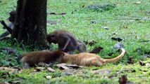 Maymunlar  ve Kedilerin komik kavgaları  - Evcil Hayvanlar