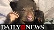 Hiker Could Be Charged For Taking Sick Baby Bear To Center