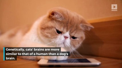 7 purr-fect cat facts