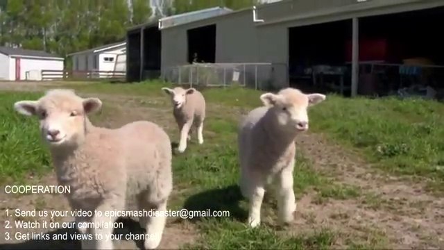 Intelligent Technology Smart Farming - Automatic milking machine, Collecting Eggs, Feeding, Cleaning