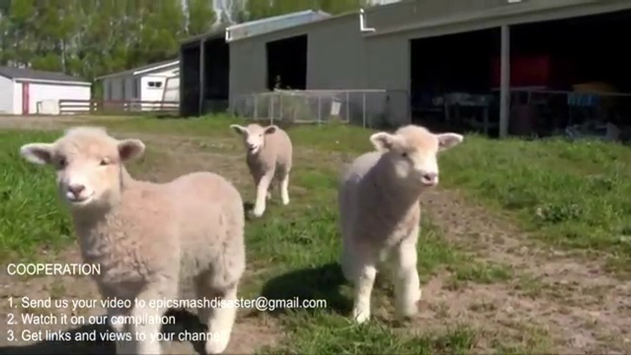 Intelligent Technology Smart Farming - Automatic milking machine, Collecting Eggs, Feeding, Cleaning
