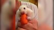 Hungry Hamster Swallows Whole Carrot