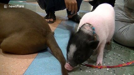 Pet pit bull accidentally punches piglet in the face